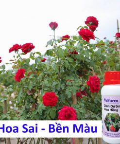 Alternative view of Vi Sinh Dinh Dưỡng Hoa Hồng - Chế Phẩm Sinh Học Cao Cấp Orgreen