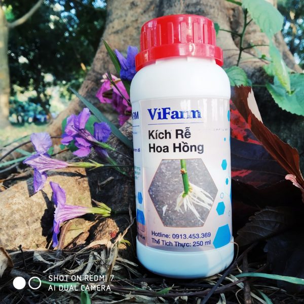 Vi Sinh Gốc Rễ Hoa Hồng - Chế Phẩm Sinh Học Cao Cấp Orgreen