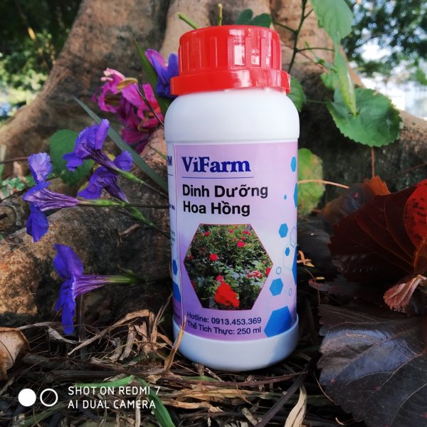 Vi Sinh Dinh Dưỡng Hoa Hồng - Chế Phẩm Sinh Học Cao Cấp Orgreen