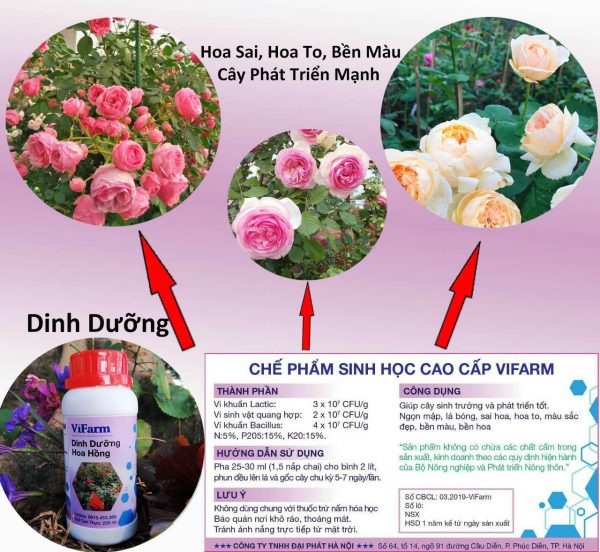 Vi Sinh Dinh Dưỡng Hoa Hồng - Chế Phẩm Sinh Học Cao Cấp Orgreen