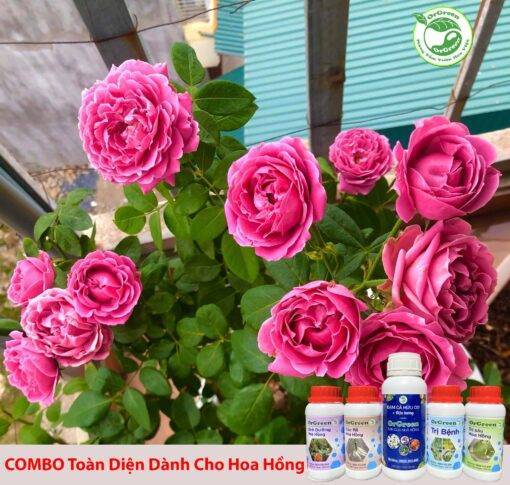 ComBo 5 Lọ Vi Sinh Hoa Hồng Orgreen - Chế Phẩm Sinh Học Cao Cấp Orgreen